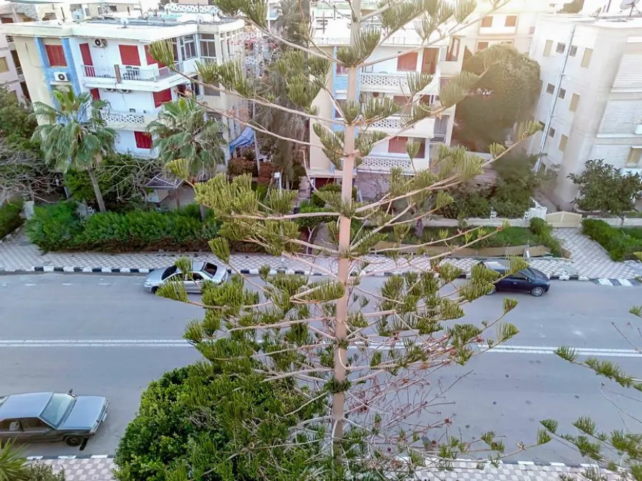 عقار للبيع 550م المعمورة الشاطي - مسجل شهر عقاري